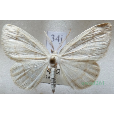 Cabera exanthemata (Scopoli, 1763) Ciemnokres brzozowiec Czech34j